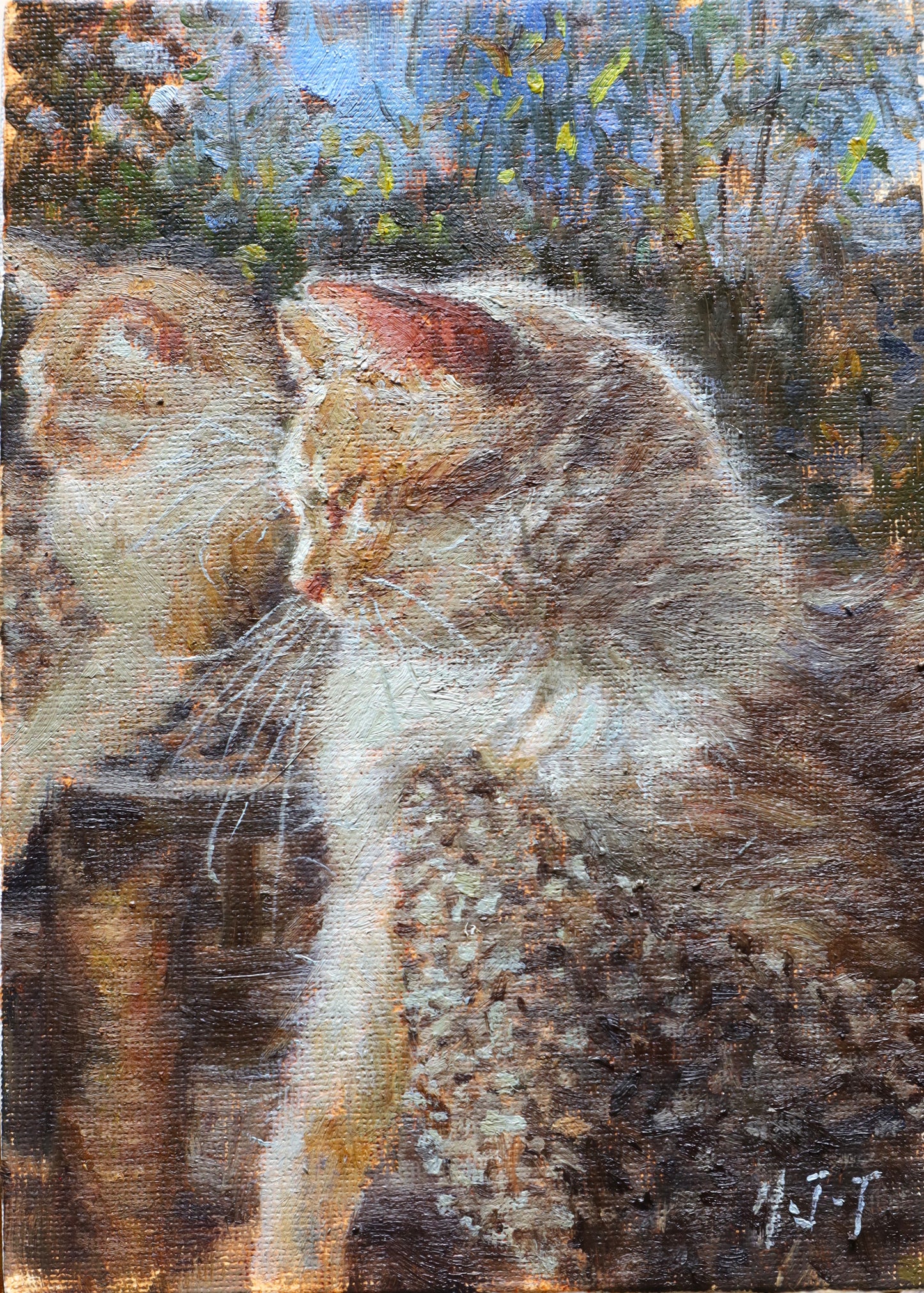 White and Yellow Cat By The Window