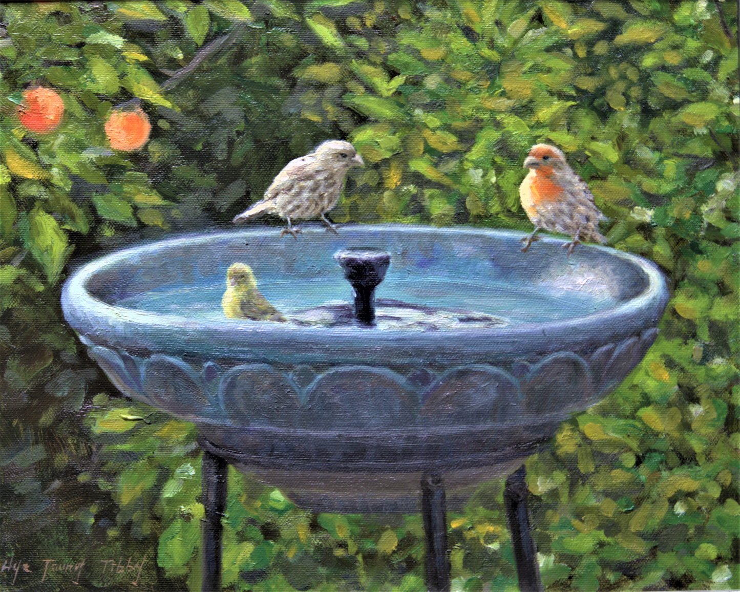 Bird bath vistors