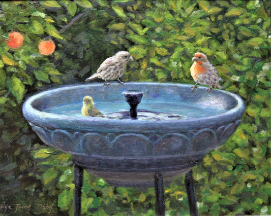 Bird bath vistors
