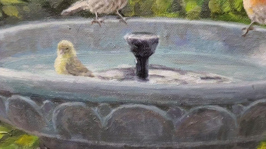 Bird bath vistors