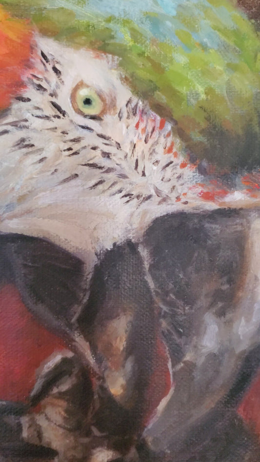 Parrot eating a nut(Original Oil)
